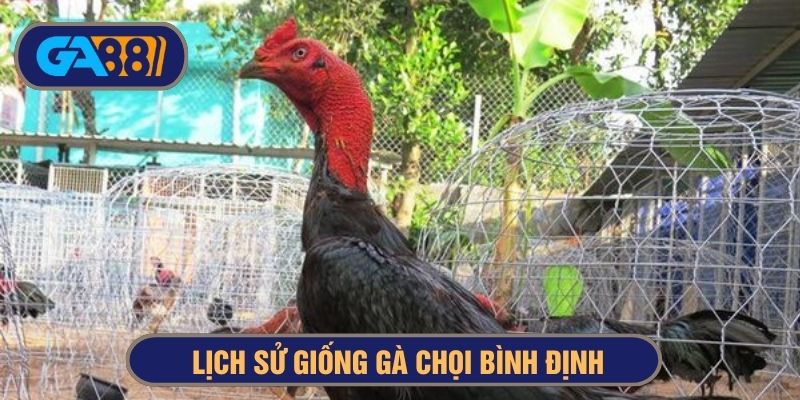 Giống gà chọi có nguồn gốc từ tỉnh Bình Định
