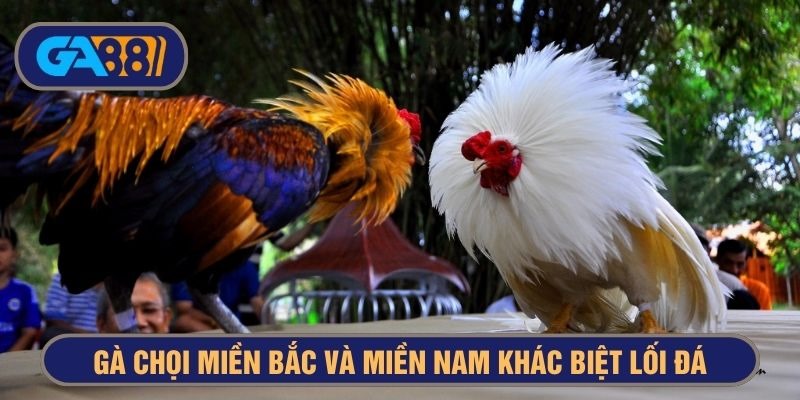 Lối đánh của gà miền Bắc ấn tượng bởi sự lì đòn và bền bỉ
