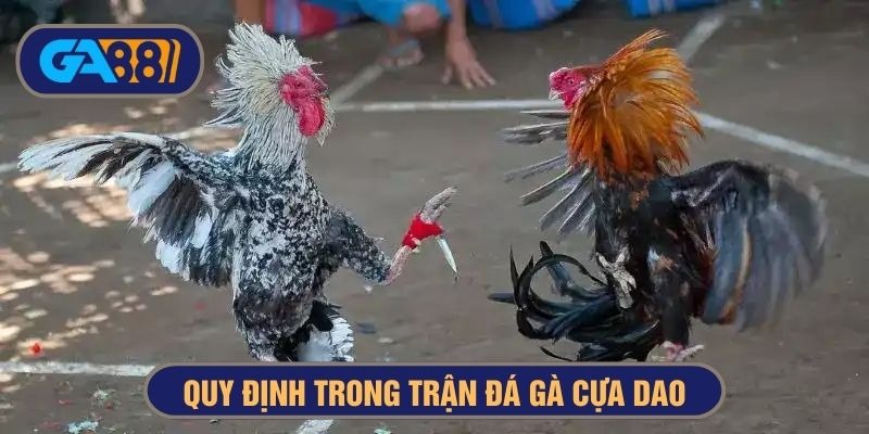 Thi đấu đá gà cựa dao cần tuân thủ quy tắc quốc tế