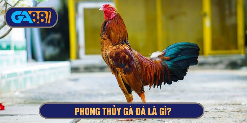 Phong thủy gà đá dựa vào ngũ hành, đặc điểm gà chiến