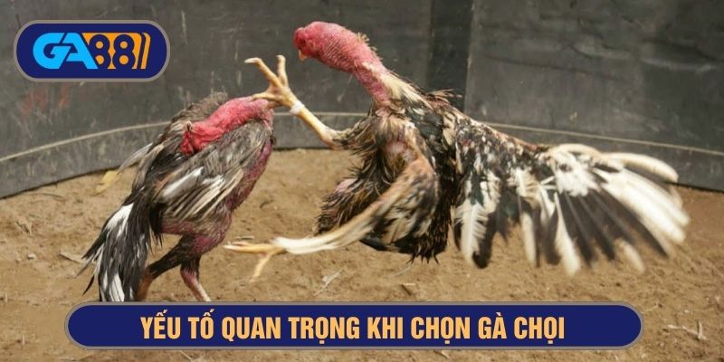 Quan tâm đến nhiều yếu tố khi chọn gà chọi thi đấu