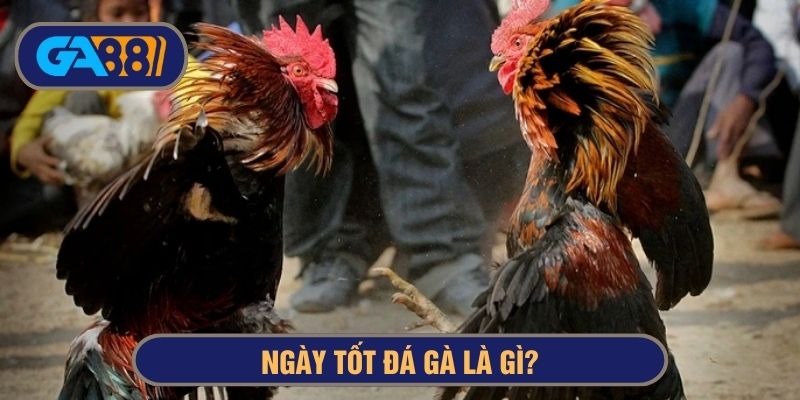 Ngày tốt chọi gà được đúc kết từ dân gian và phong thuỷ
