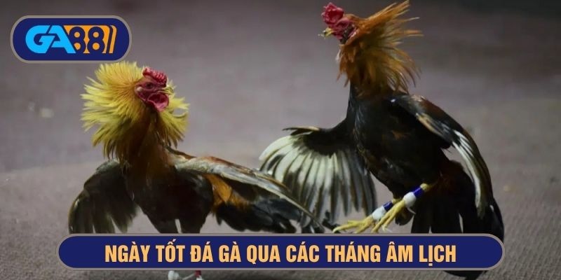 Dựa theo tháng âm lịch chọn ngày tốt chọi gà rất hiệu quả
