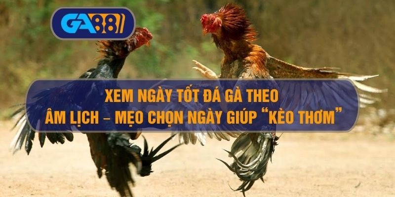 Xem ngày tốt đá gà theo âm lịch – Mẹo chọn ngày giúp “kèo thơm”