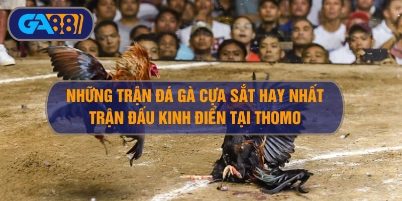 Tổng hợp những trận gà đá cựa sắt hay nhất siêu kinh điển