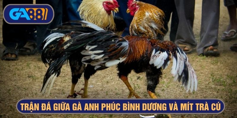 Trận chiến kinh điển giá trị cược đến 24 tỷ
