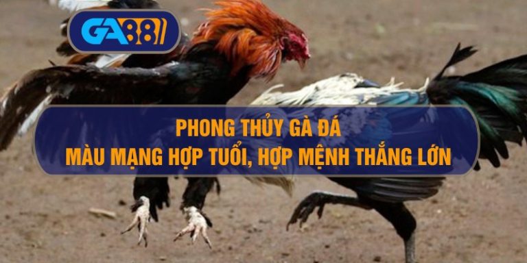 Phong thủy gà đá: Màu mạng hợp tuổi, thắng lớn nhờ hợp mệnh