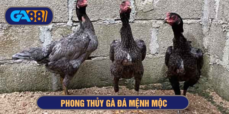 Chiến kê mang mệnh mộc thi đấu gan dạ, tránh đòn tốt
