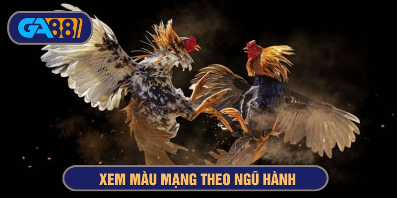 Xem màu mạng gà theo ngũ hành nâng cao cơ hội thắng