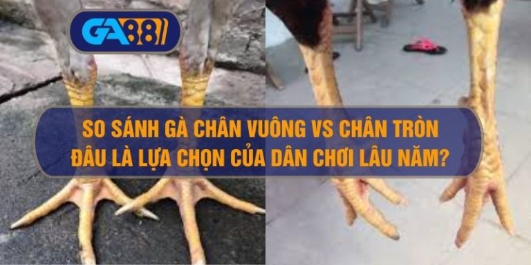 So sánh gà chân vuông vs chân tròn – Đâu là lựa chọn của dân chơi lâu năm?