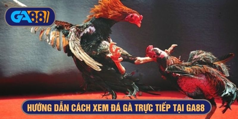 Xem đá gà trực tiếp hoàn toàn miễn phí tại Ga88
