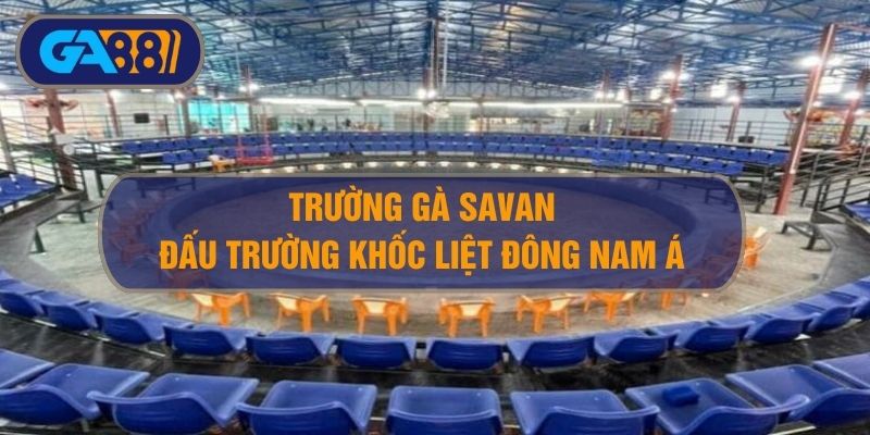 Trường gà Savan ở đâu? Khám phá đấu trường khốc liệt