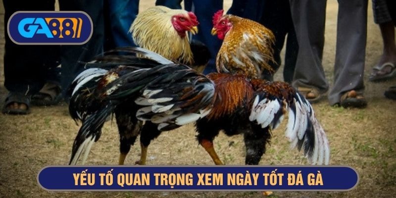 Chú trọng các yếu tố cần thiết khi xem ngày tốt đá gà
